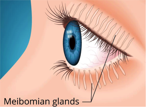 Close-up illustration of a human eye showing anatomy and glands.